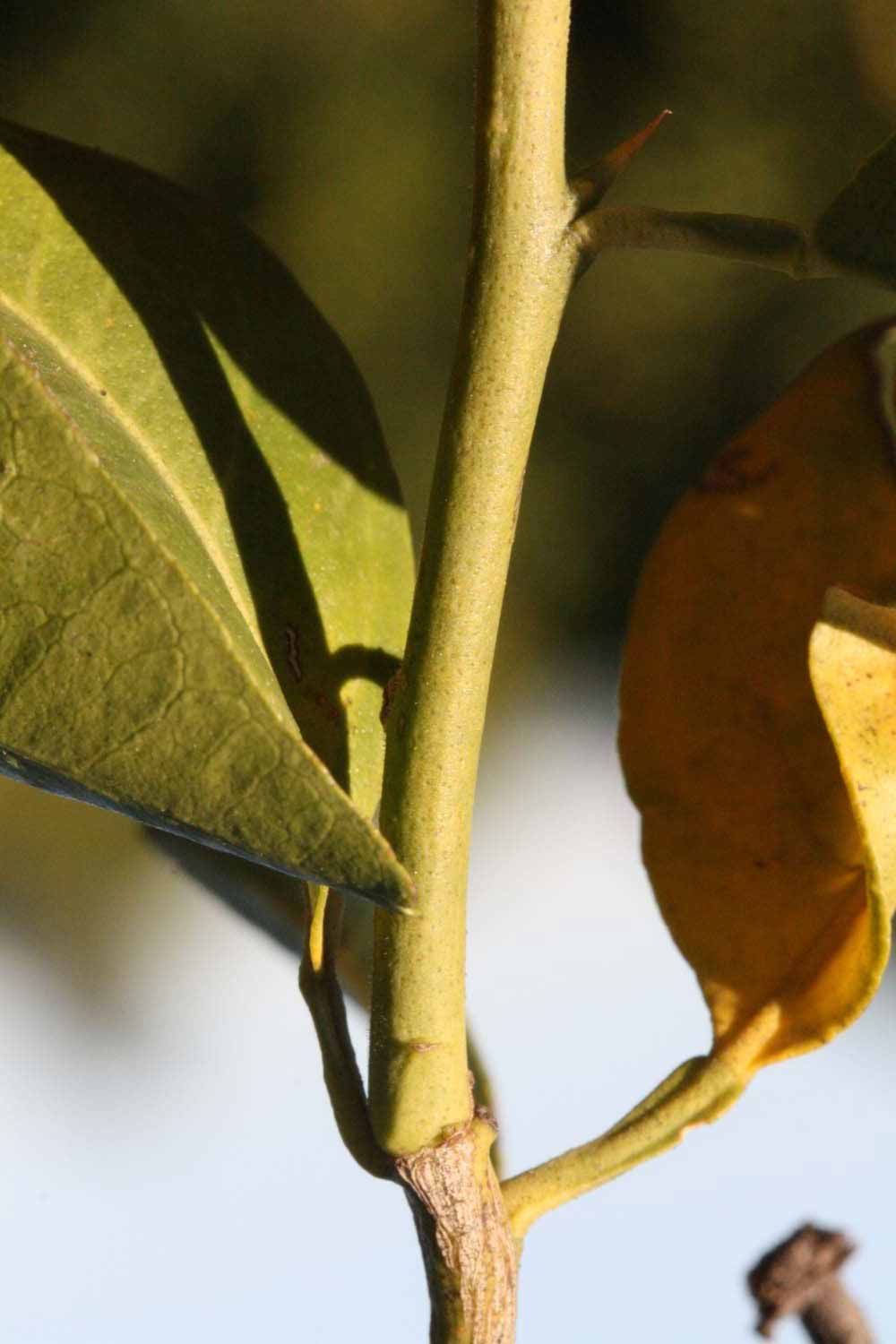              First year twig (Riverside, CA)       